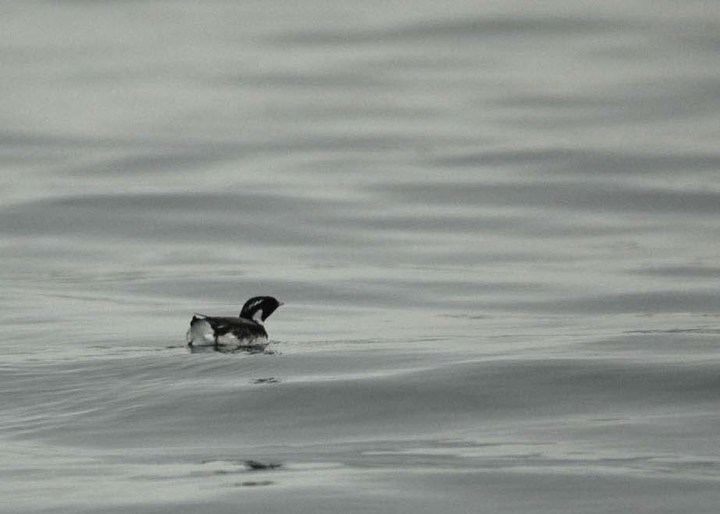 Ancient Murrelet Little Tanaga Island Aleutians 2006 RJB