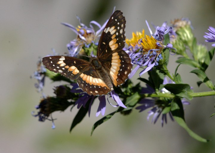 BorderedPatch Butterfly Kansas RJB