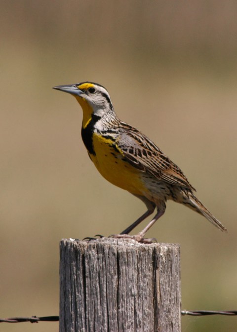 Eastern Meadowlark Quivira NWR Kansas RJB