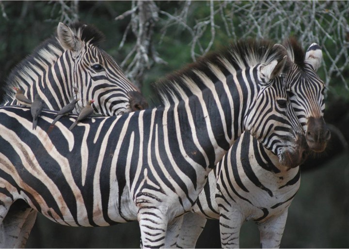Kwa Zulu Natal Zebras