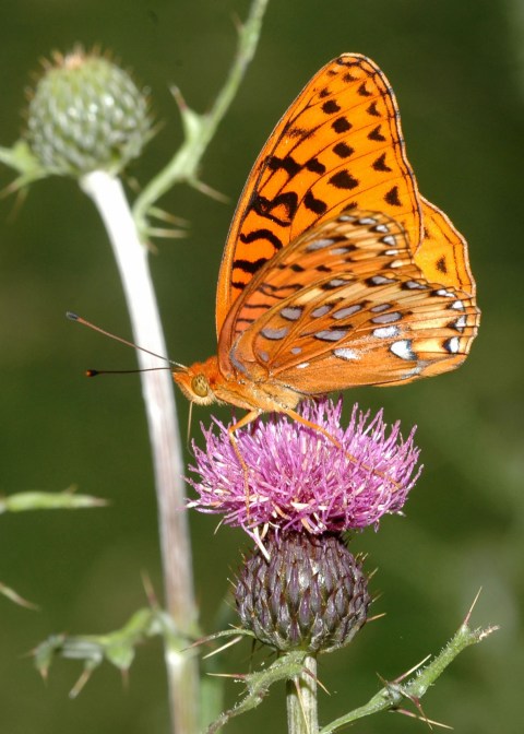 Nokonis Fritillary Butterfly AZ RJB