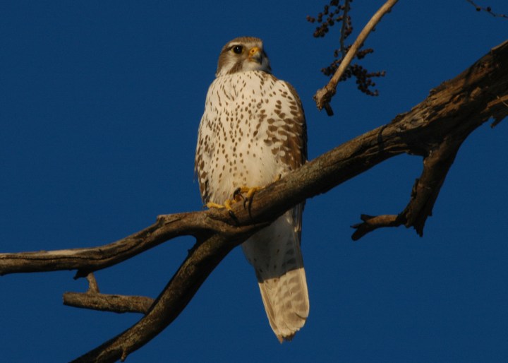 Prairie Falcon Kansas landscape view RJB
