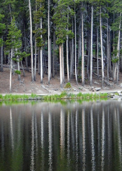 Sprague Lake Aspens Rocky Mountain NP 2015 RJB