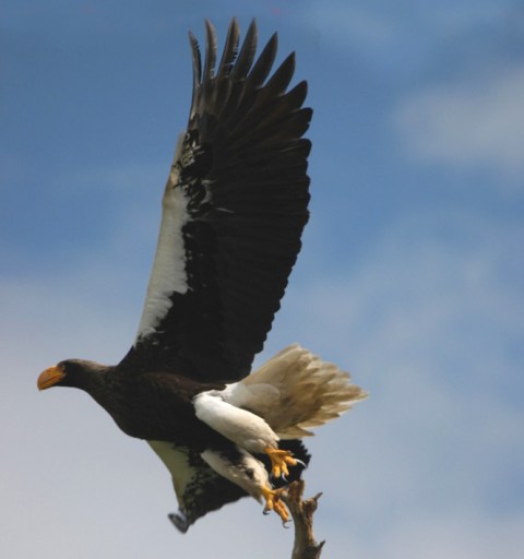 Stellars Sea Eagle Zhupinova River Kamchatka 2006 RJB