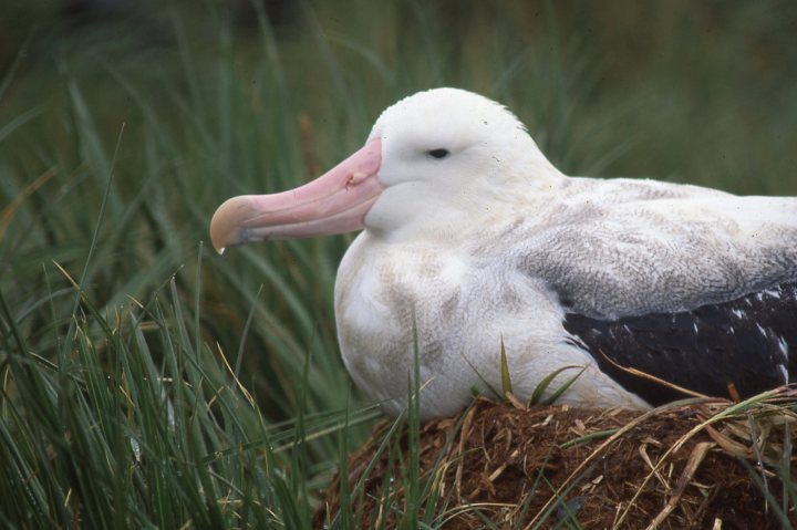 Wandering Albatross on nest South Georgia Island 1998 RJB