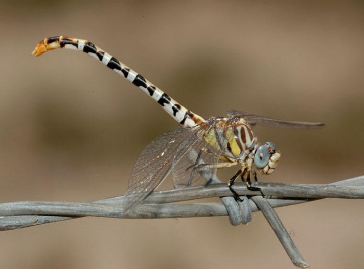 White-belted ringtail dragonfly Sevilleta NWR NM 2007 RJB