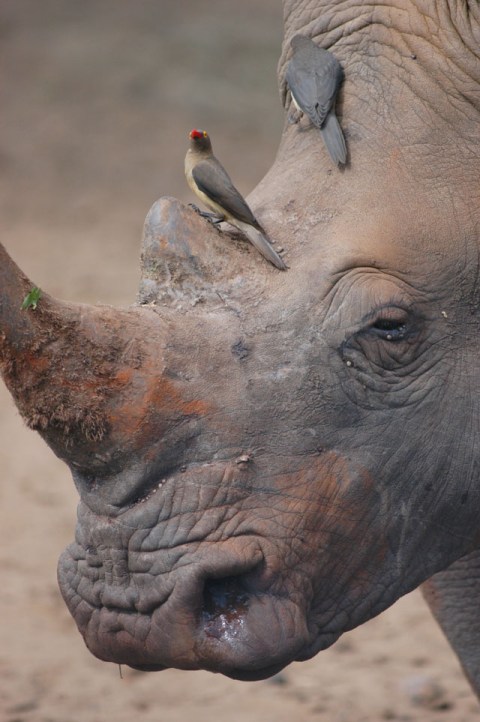 White Rhino being attended by Oxpeckers South Africa 2005 RJB