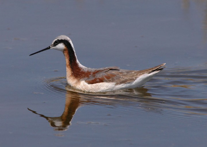 Wilson's Phalarope